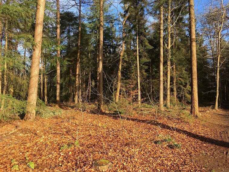 Sonniger Wald mit hohen Kiefern und einem Boden voller Blätter in der Nähe von Giethoorn