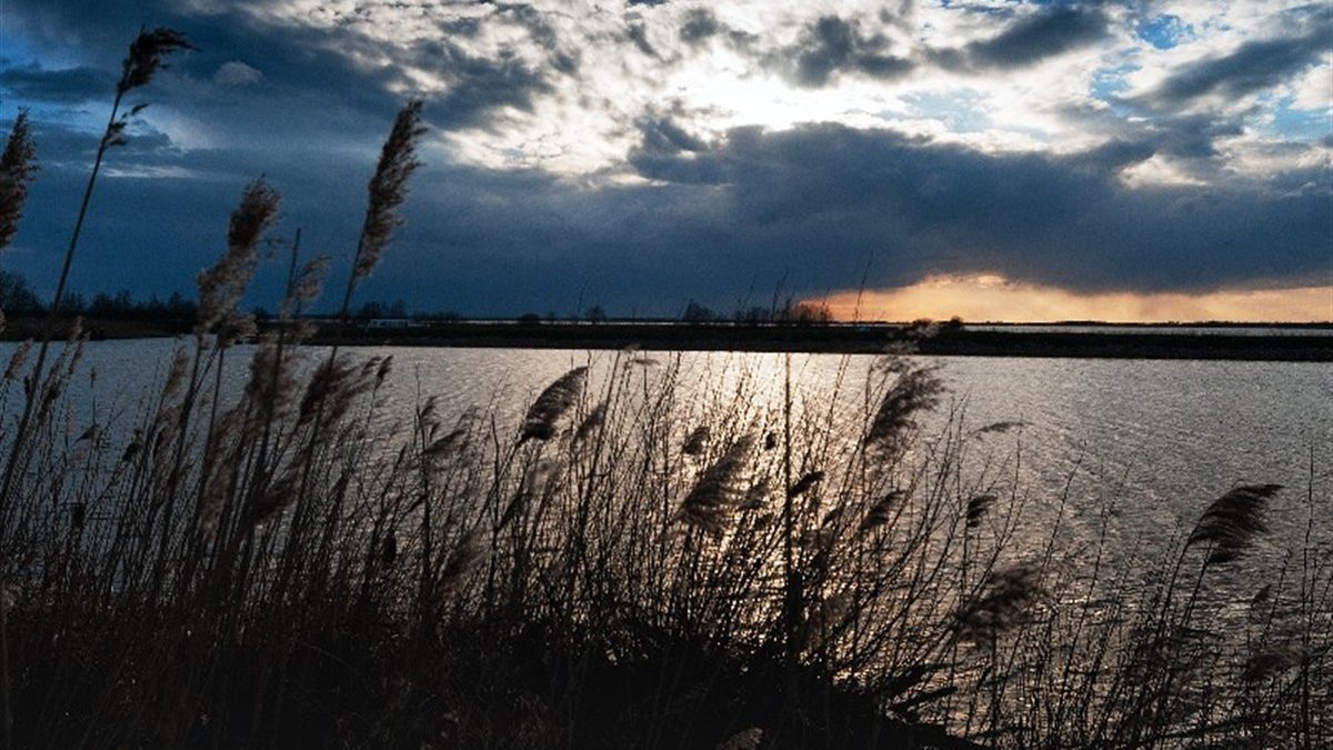Reeds along a lake near Giethoorn under a dark winter sky