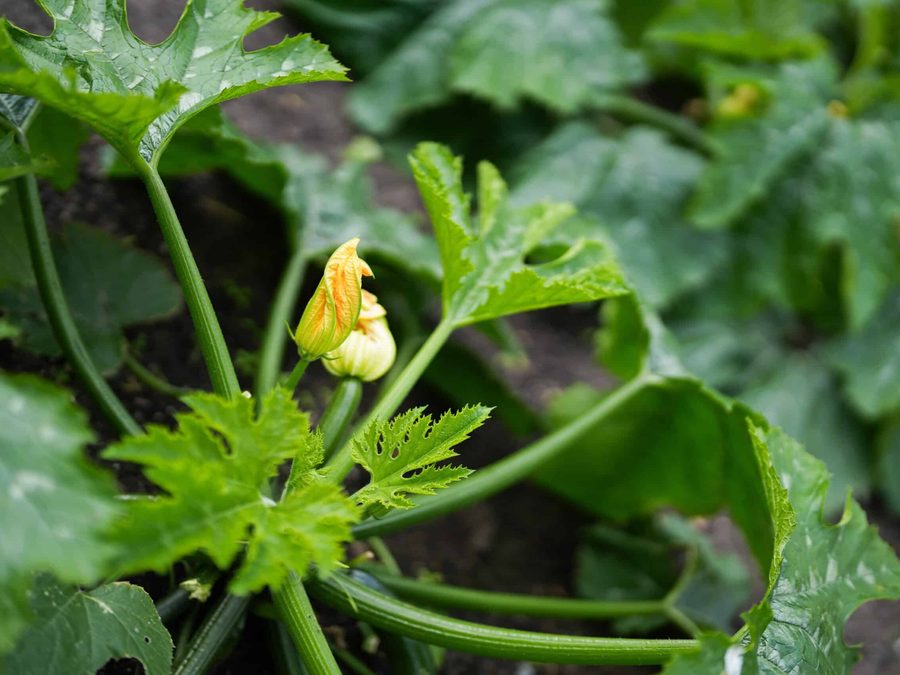 Courgette plant with a flower in the kitchen garden of De Lindenhof