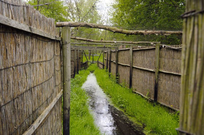 Narrow ditch between reed screens in the duck decoy near Dwarsgracht
